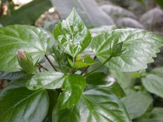 Hibiscus rosa-sinensis, foliage