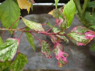 Hibiscus rosa-sinensis 'Cooperi', foliage