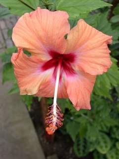 Hibiscus rosa-sinensis, flower