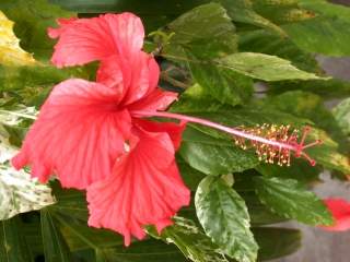 Hibiscus rosa-sinensis 'Variegata', flower