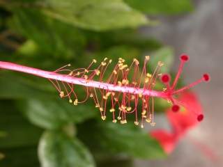 Hibiscus rosa-sinensis 'Variegata', styles and stamens
