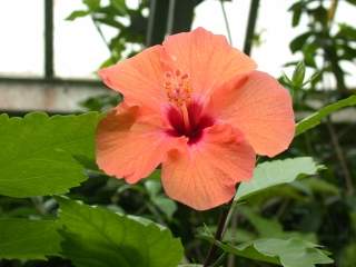 Hibiscus rosa-sinensis, flower
