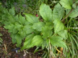 Hibiscus syriacus variety, foliage
