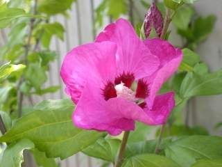 Hibiscus syriacus variety, flower