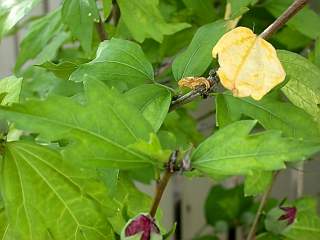 Hibiscus syriacus variety, foliage