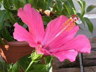 Hibiscus rosa-sinensis, flower