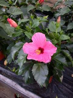 Hibiscus rosa-sinensis, flower