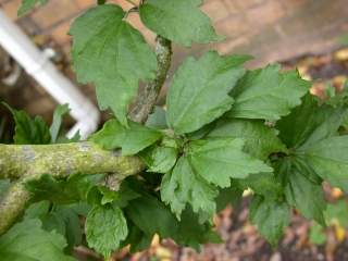 Hibiscus syriacus 'Blue Bird', foliage