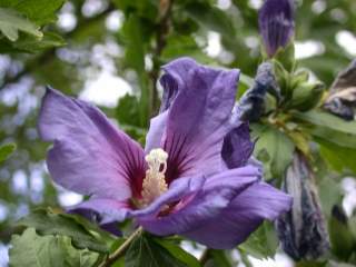 Hibiscus syriacus 'Blue Bird', flower