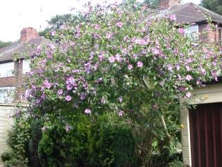 Hibiscus syriacus variety, in flower