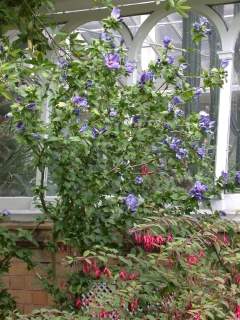 Hibiscus syriacus 'Blue Bird', in flower