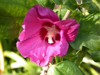 Hibiscus syriacus variety, flower