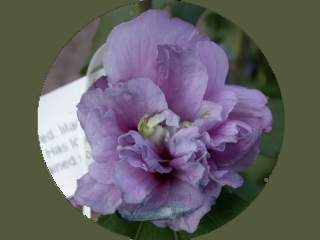 Hibiscus syriacus 'Ardens', flower