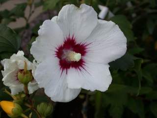 Hibiscus syriacus 'Red Heart', flower