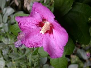 Hibiscus syriacus variety, flower