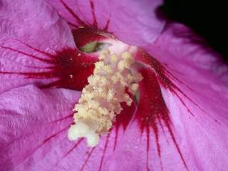 Hibiscus syriacus variety,style