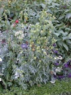 Hibiscus trionum, flower