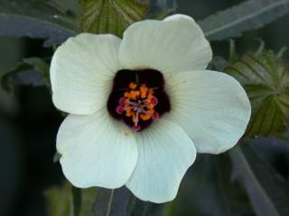 Hibiscus trionum, flower