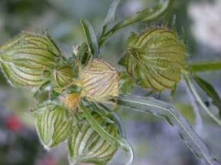 Hibiscus trionum