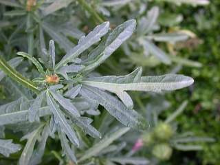 Hibiscus trionum, foliage