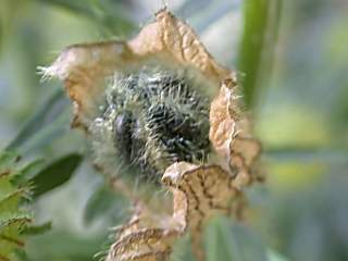 Hibiscus trionum, mature fruit