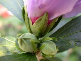 Hibiscus sinosyriacus variety, calyx and epicalyx