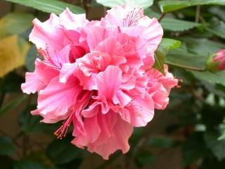 Hibiscus rosa-sinensis, flower (double with pistillodes)