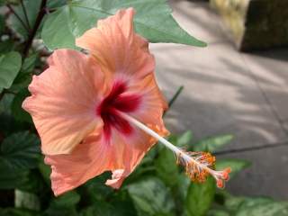 Hibiscus rosa-sinensis, flower