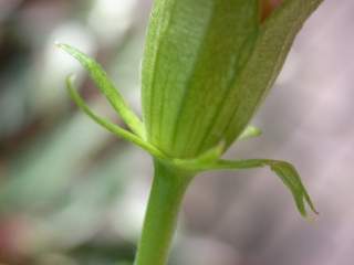Hibiscus rosa-sinensis, epicalyx