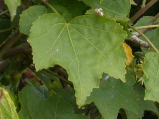 Hibiscus sinosyriacus variety, leaf