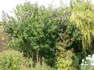 Hibiscus syriacus variety, in flower