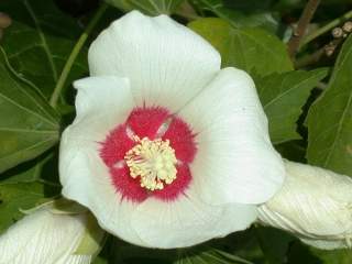 Hibiscus sinosyriacus variety, flower
