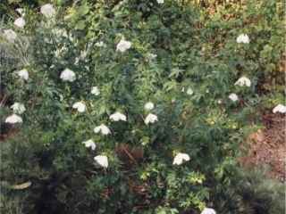 Hibiscus meraukensis, in flower