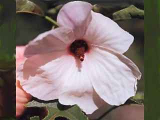 Hibiscus meraukensis, flower