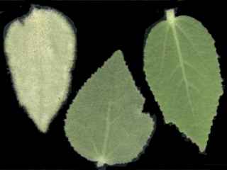 Hibiscus splenders, leaves