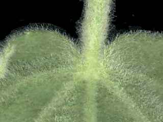 Hibiscus splenders, detail of leaf and petiole