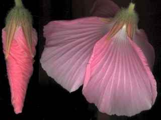 Hibiscus splenders, bud and calyx