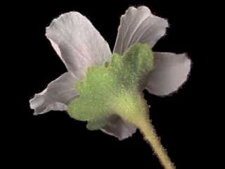 Hibiscus sturtii, flower