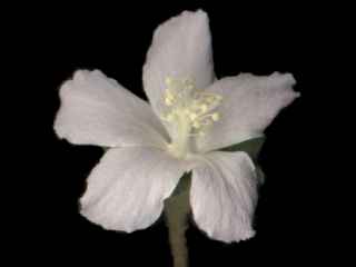 Hibiscus sturtii, flower