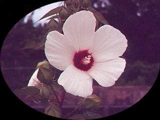 Hibiscus moscheutos var lasiocarpos, flower