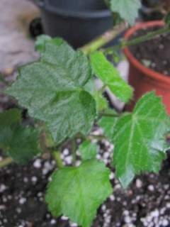 Hibiscus ludwigii, seedling