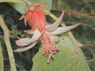 Hibiscus macrogonus, flower
