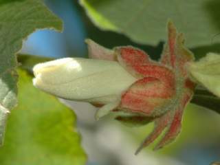 Hibiscus macrogonus, opening flower
