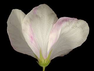 Hibiscus meraukensis, flower