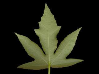 Hibiscus meraukensis, leaf (under side)