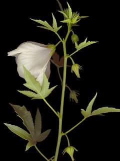 Hibiscus meraukensis, shoot with flower