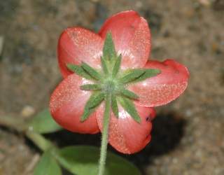 Hibiscus micranthus, reverse of flower
