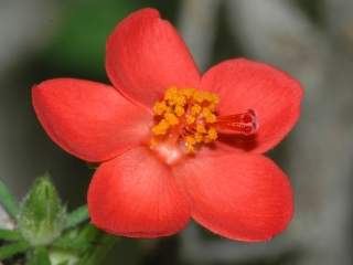 Hibiscus micranthus, flower