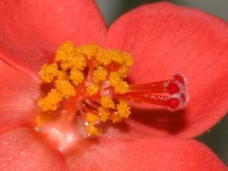 Hibiscus micranthus, stamens and styles