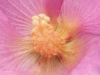 Hibiscus mutabilis, eye of flower